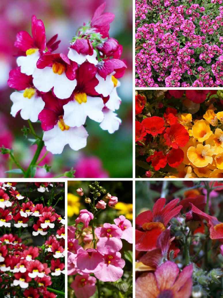 Nemesia Carnival Mix- Seeds