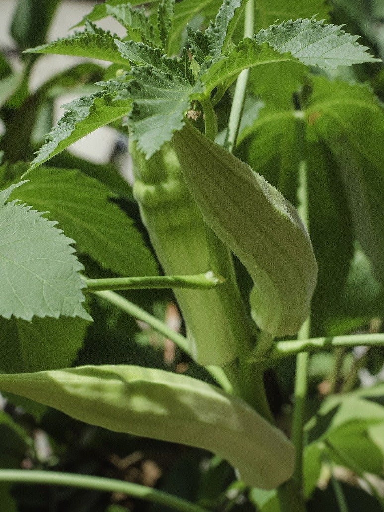 Okra Light Green Variety Seeds- (Hybrid)