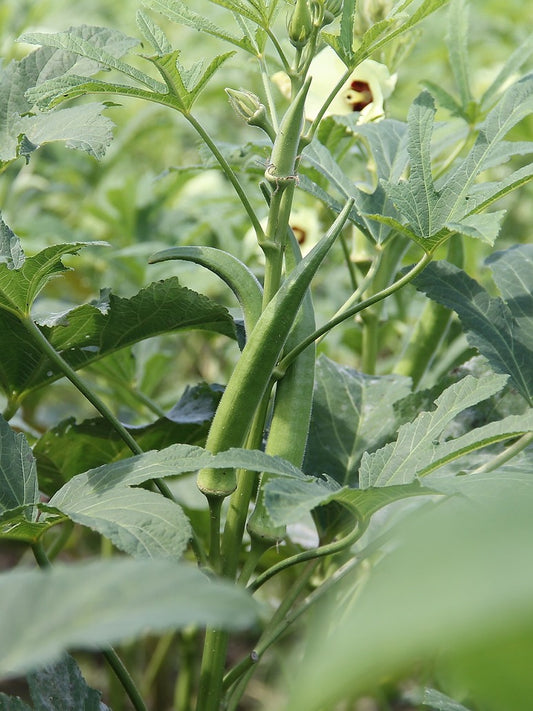 Okra Long Green - Hybid Seeds