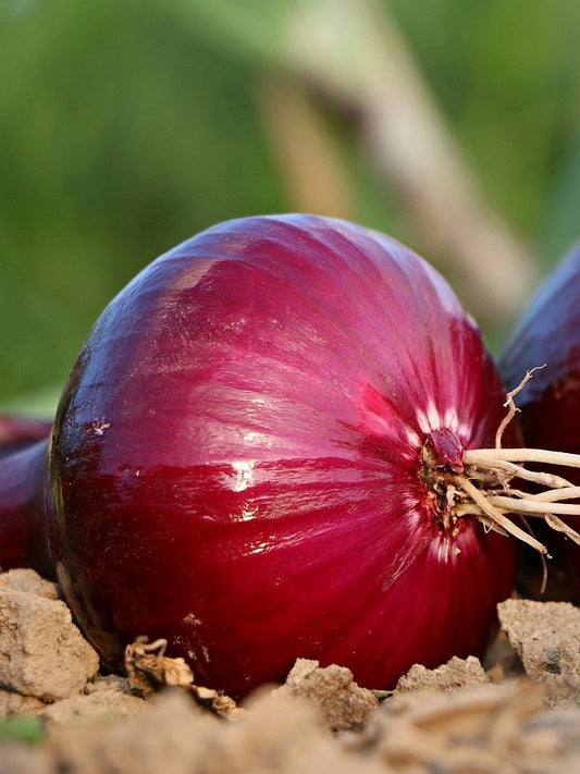 Onion Red Seeds