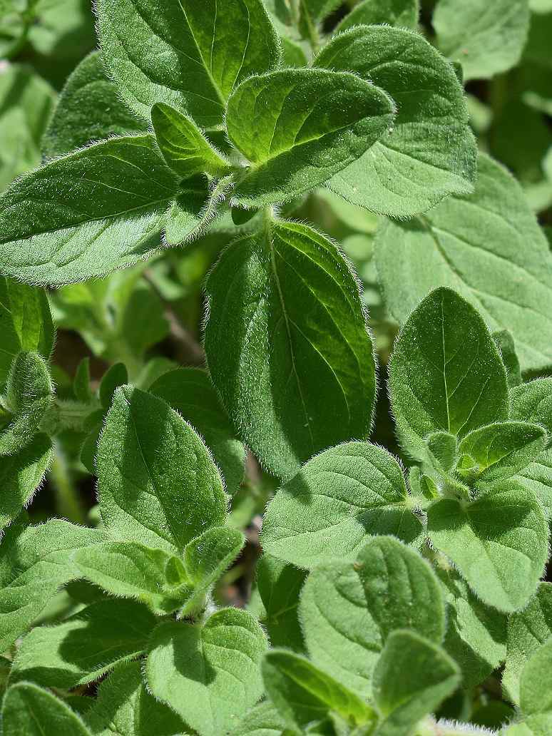 Oregano-Herbs seeds