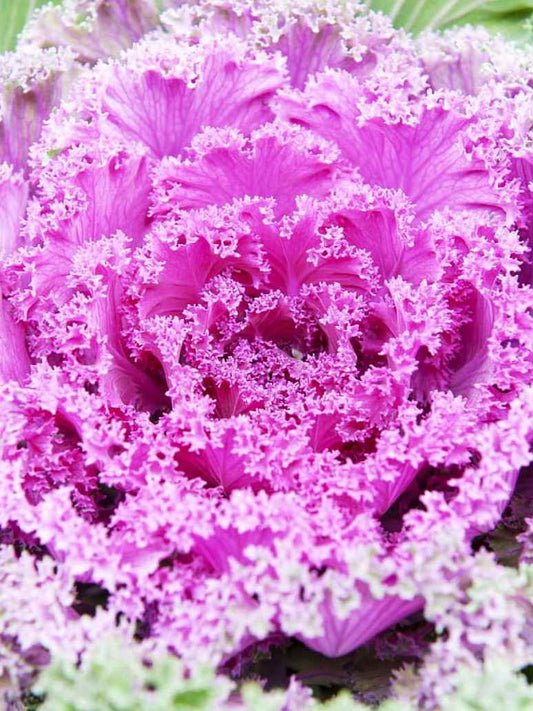 Ornamental Kale Mix-Seeds