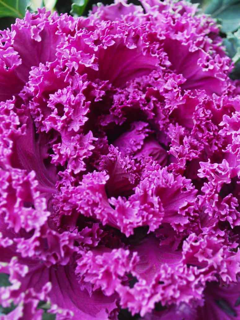 Ornamental Kale Mix-Seeds