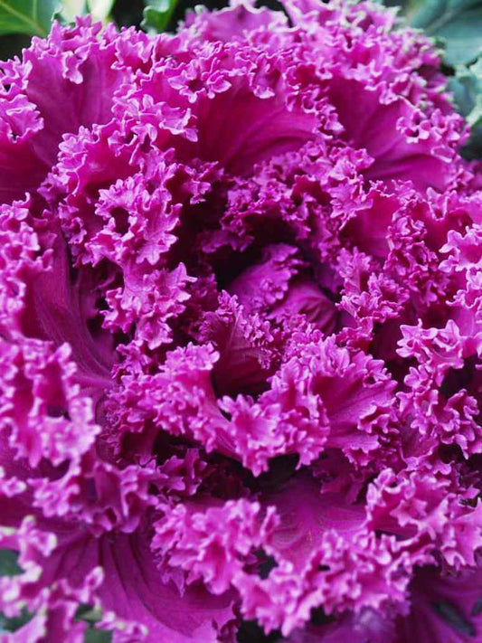 Ornamental Kale Mix-Seeds
