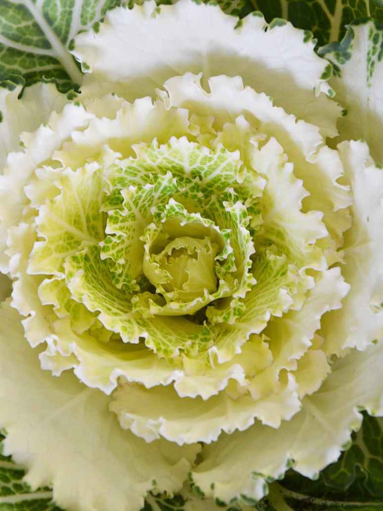 Ornamental Kale Round Leaves Mix-Seeds
