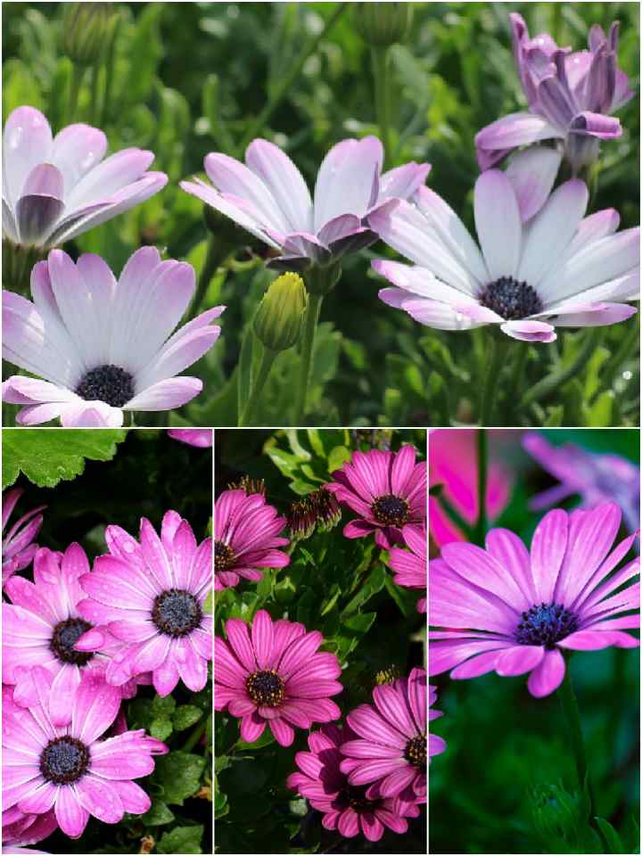 Osteospermum Ecklonis Mix-Seeds