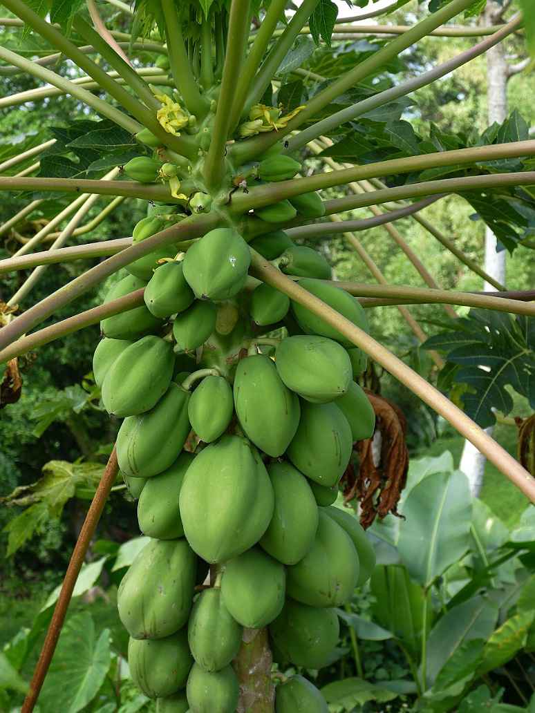 Papaya Desi Ranchi Dwarf - Open Pollination Seeds