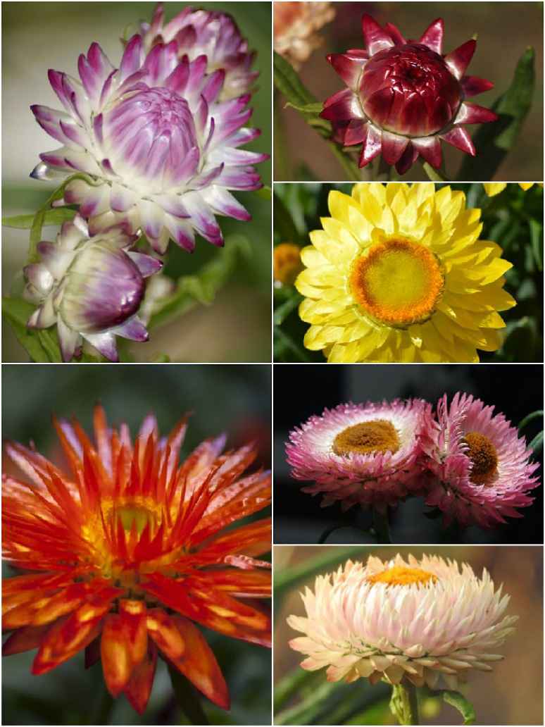 Paper Flower Mix (
Helichrysum)-Seeds