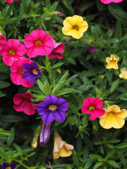 Petunia Nana Compacta Mix-Seeds