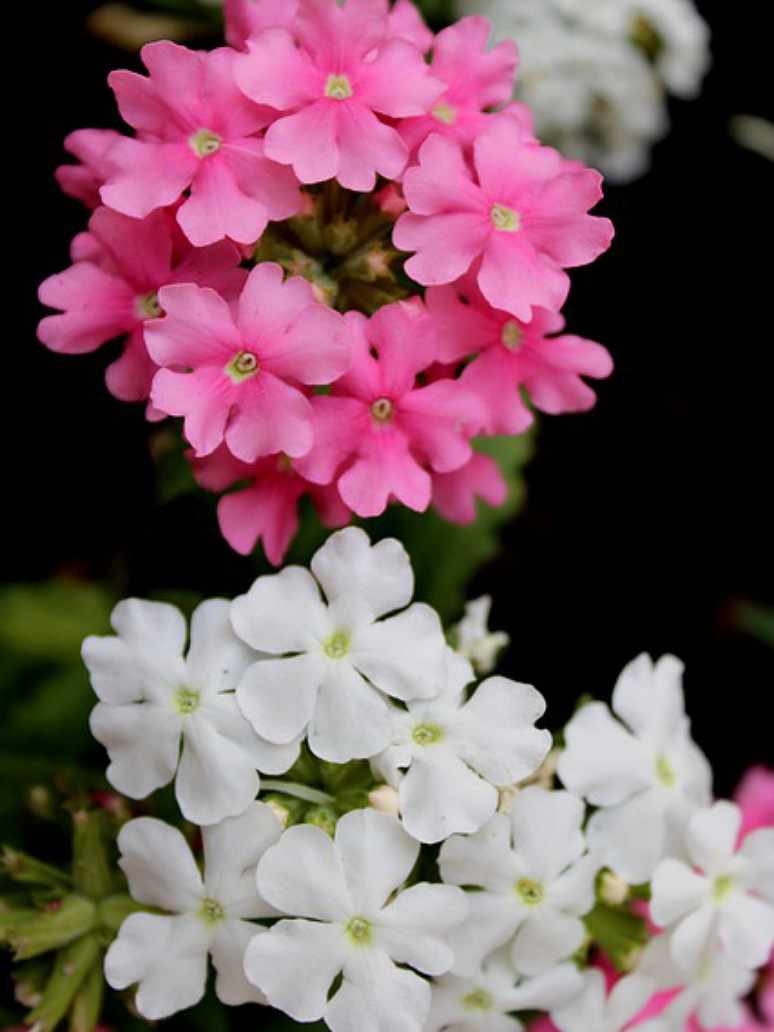 Phlox Beauty Dwarf Mix-Seeds
