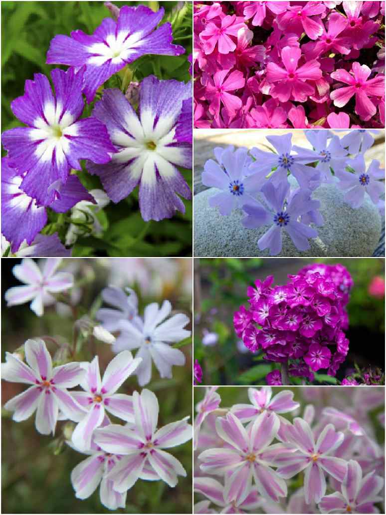 Phlox Twinkle Dwarf Mix-Seeds