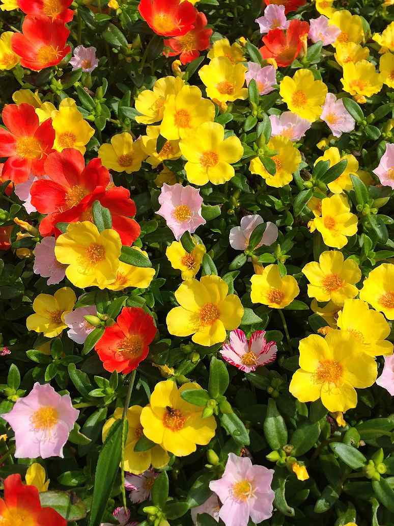 Portulaca Grandiflora Mixed Seeds