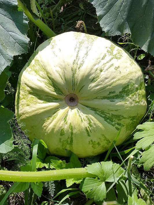 Pumpkin Summer Special - Open Pollination Seeds