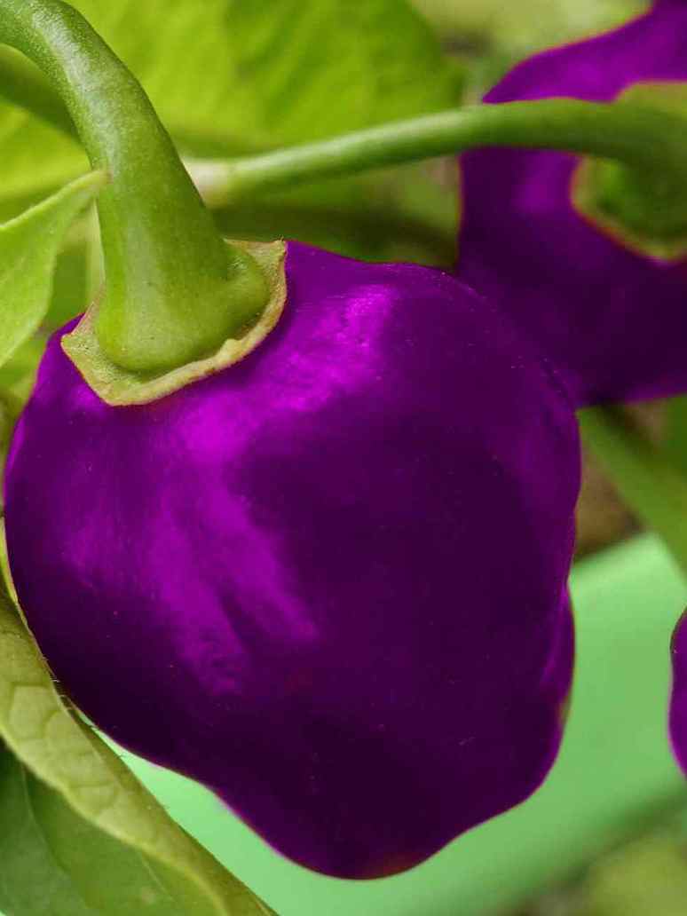 Purple Capsicum Seeds (Open Pollinated)