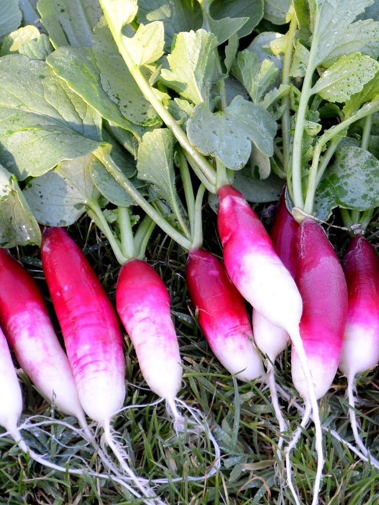 Radish Pink White Seeds