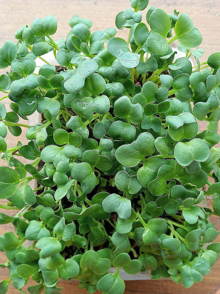 Radish Seed Microgreen Open Pollination