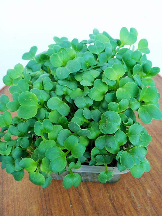 Radish Microgreen Seeds-(Open Pollinated)