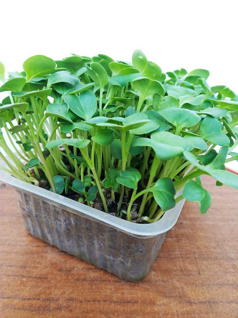 Radish Seed Microgreen Open Pollination