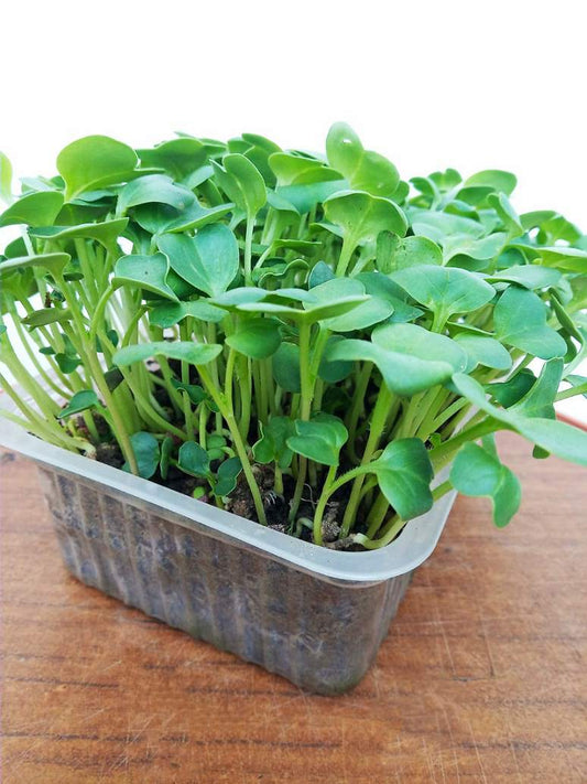 Radish Seed Microgreen Open Pollination