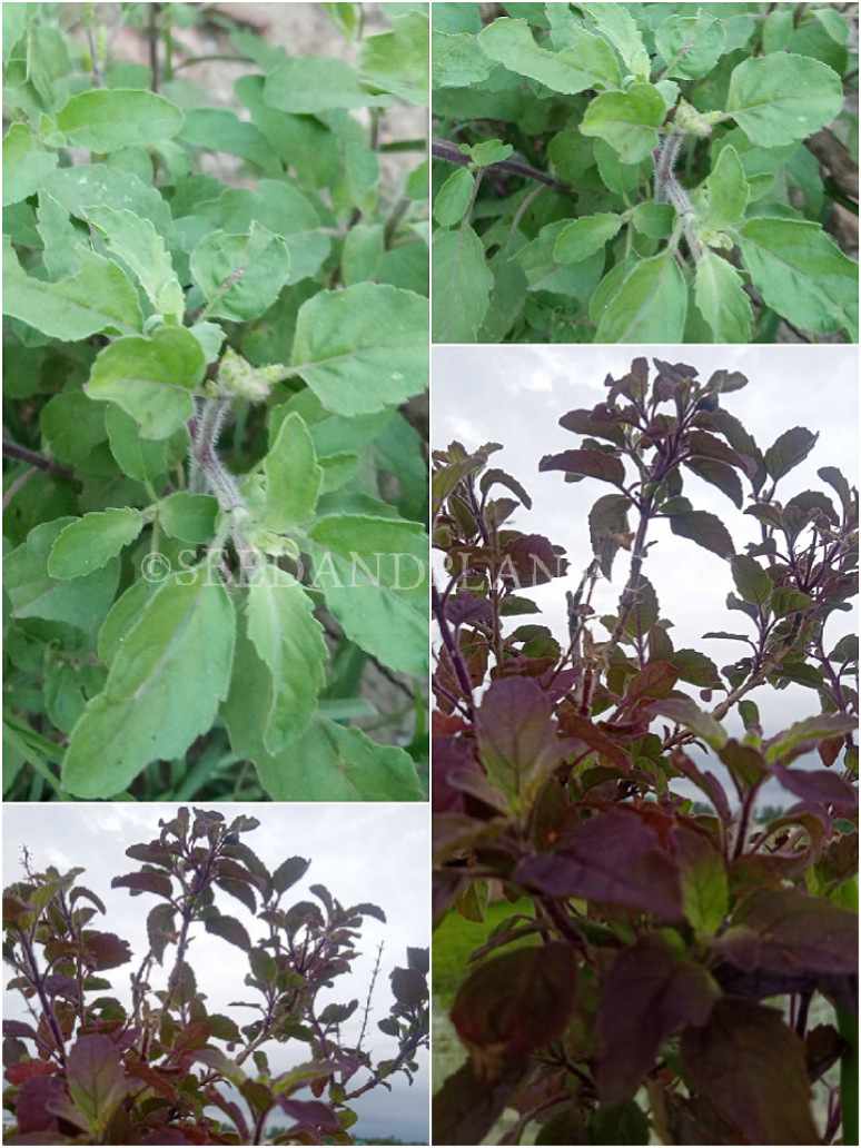 Ram Tulsi_ Krishna Tulsi-Seeds Combo pack