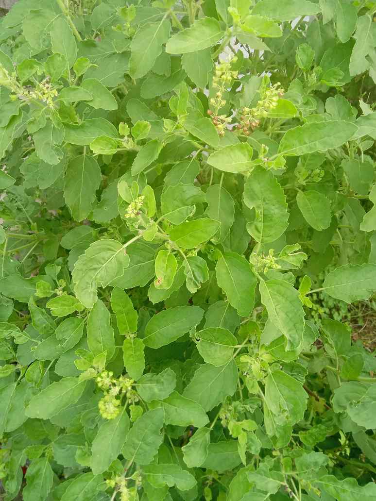 planting tulsi seeds Ram Tulsi or Lakshmi Tulsi Seeds – seed and plant