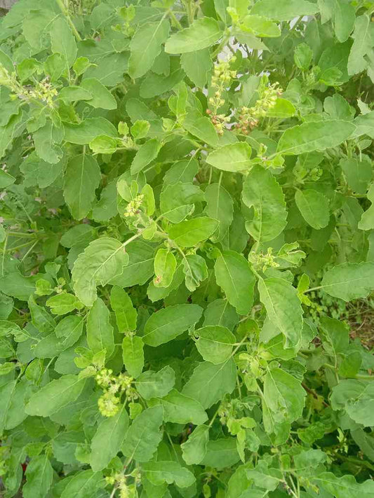 Ram Tulsi or Lakshmi Tulsi Seeds