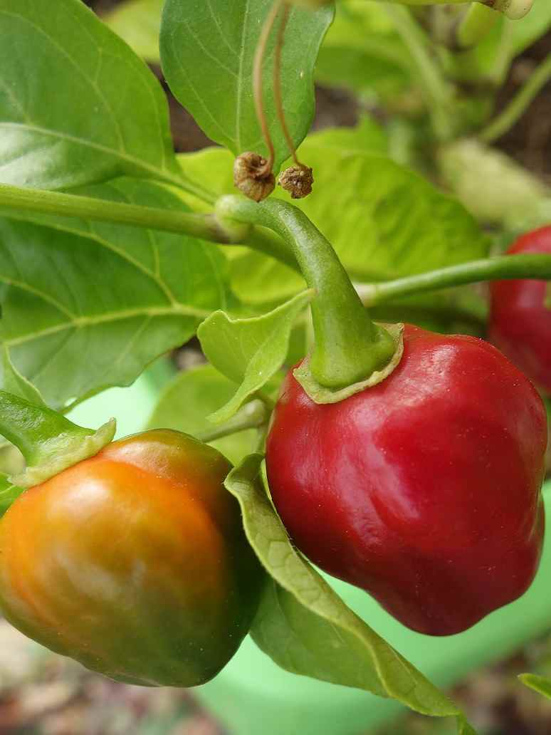Red Capsicum Seed- Hybrid