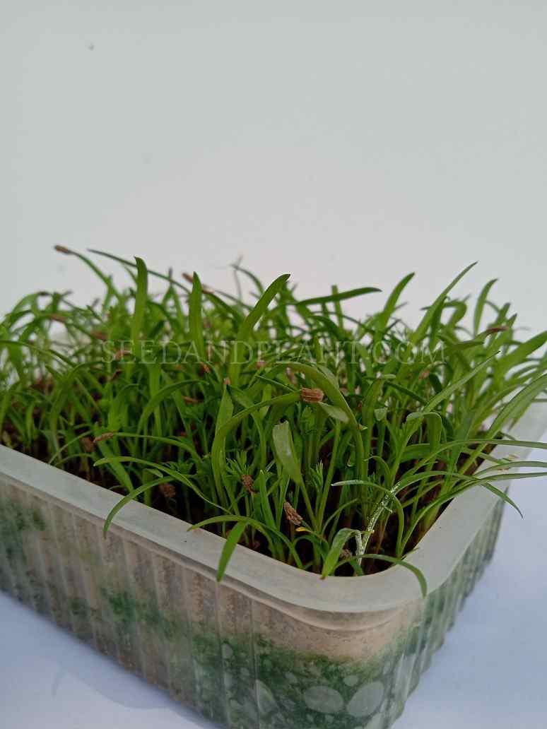 Desi Red Carrot-Microgreen Seed-(Open Pollinated)