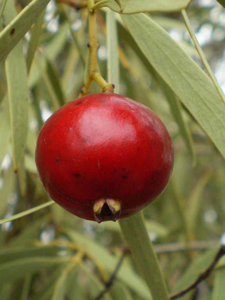 Sandalwood-Laal Chandan -Open Pollination