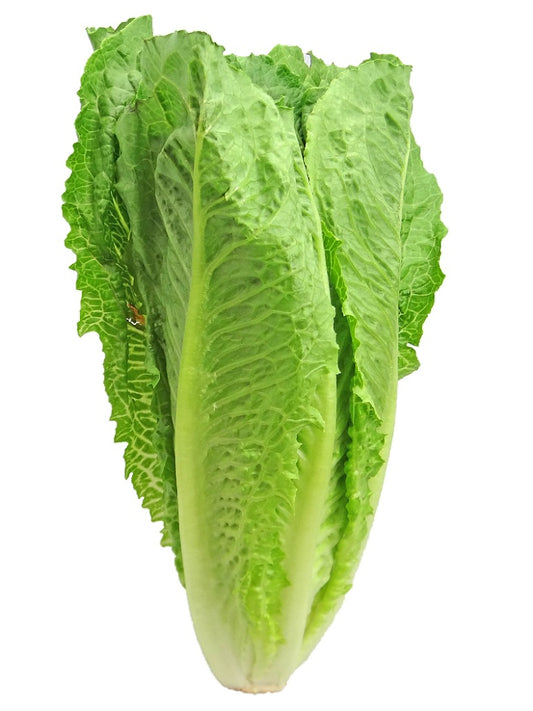 Roman Lettuce Seeds-(Open Pollinated)