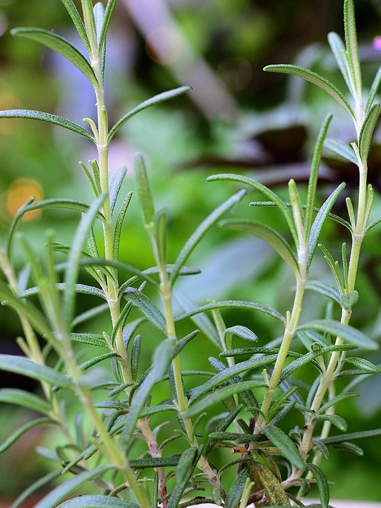 Rosemary Seeds