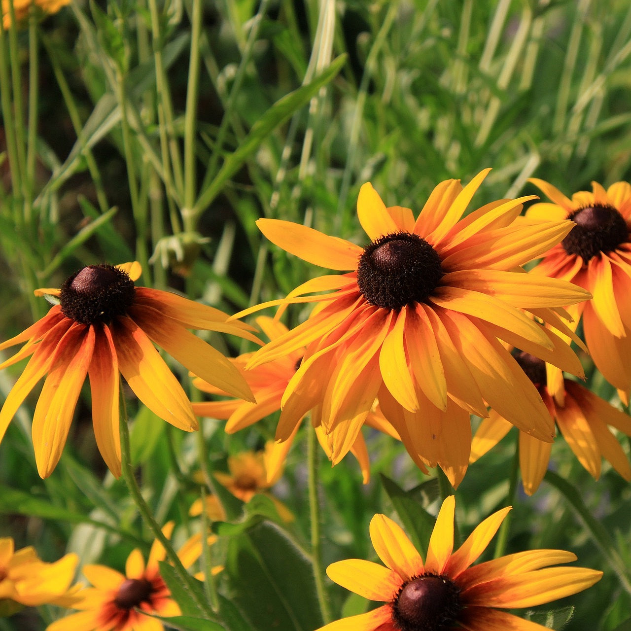 Rudbeckia Rustic Dwarf Mixed Seeds