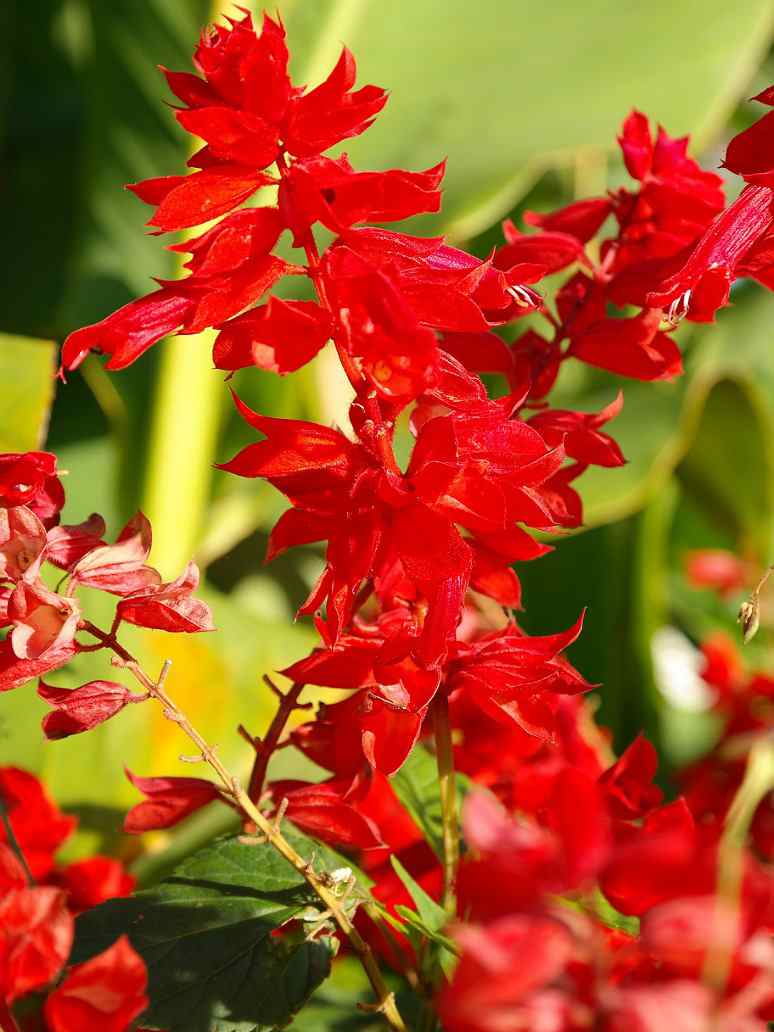 Salvia Saint John’s Fire-Seeds