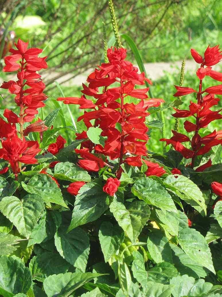 Salvia Saint John’s Fire-Seeds