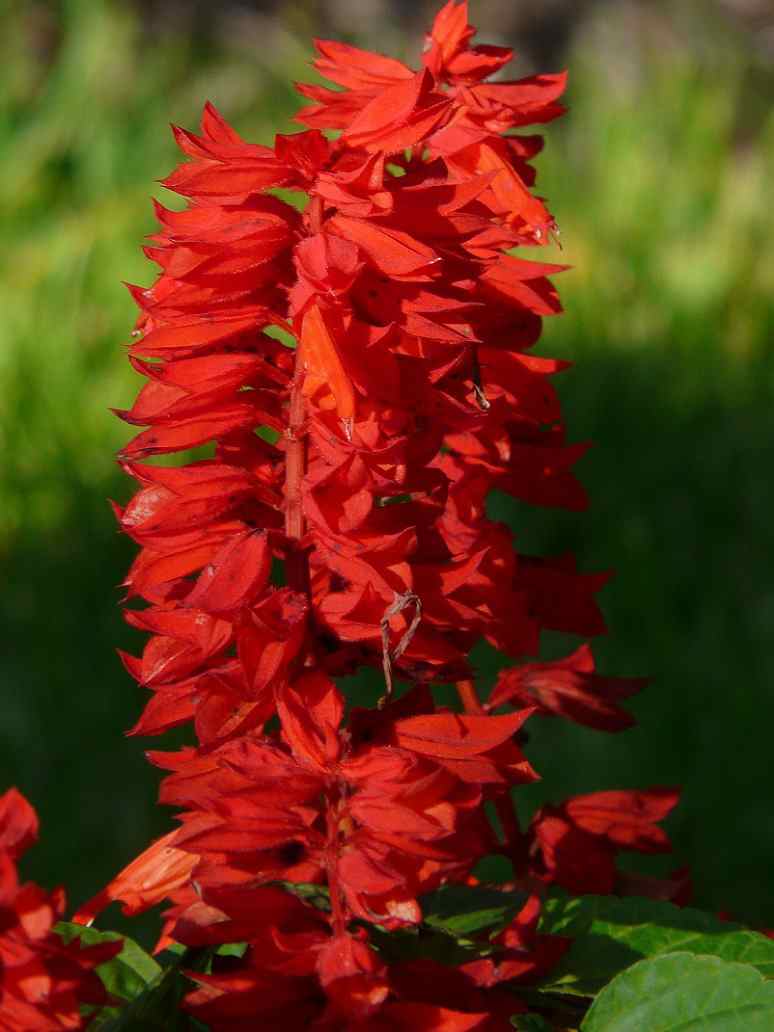 Salvia Saint John’s Fire-Seeds