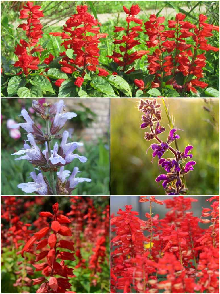 Salvia Cleopatra F1 Mix-Seeds
