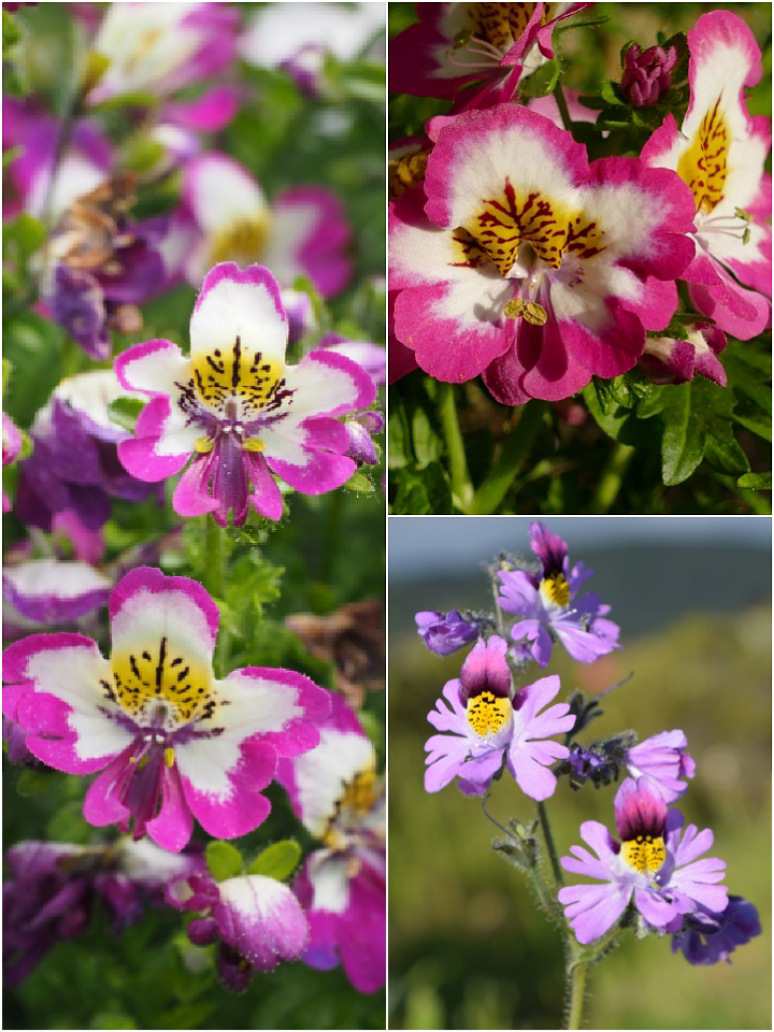 Schizanthus Angel Wings Mix-Seeds