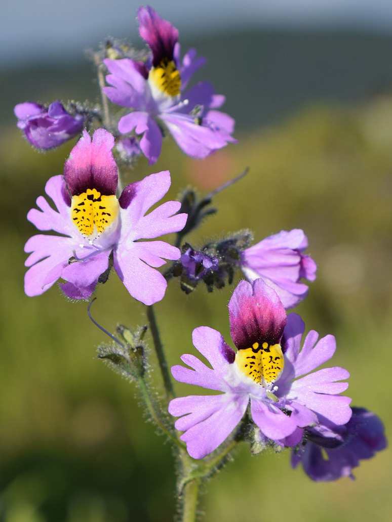 Schizanthus Angel Wings Mix-Seeds