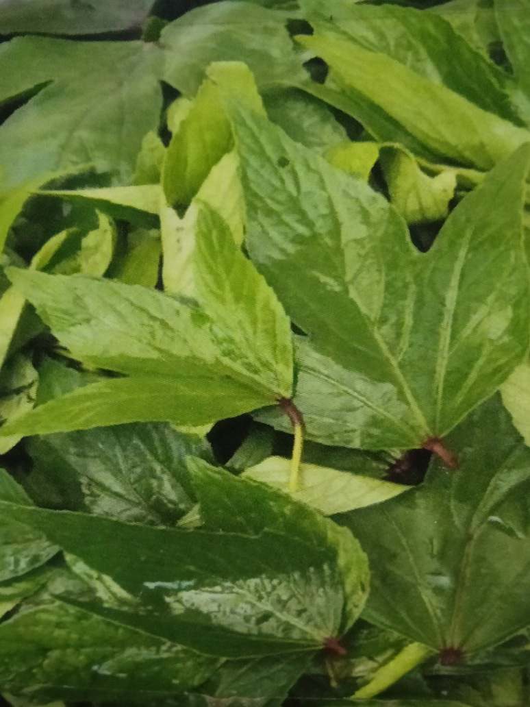 gongura plant seeds Gongura Leaves