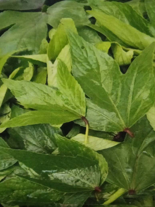 Gongura Leaves - Sorrel Leaves - Open Pollination Seeds