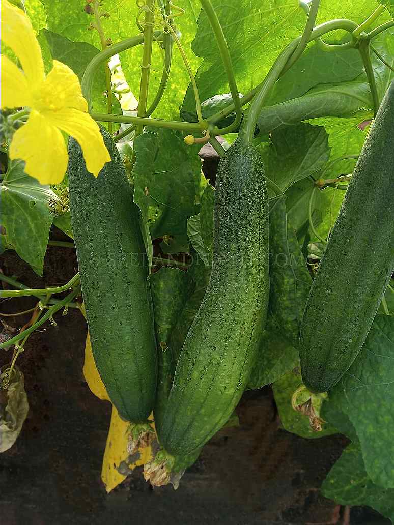 Sponge Gourd Seeds-(Hybrid)