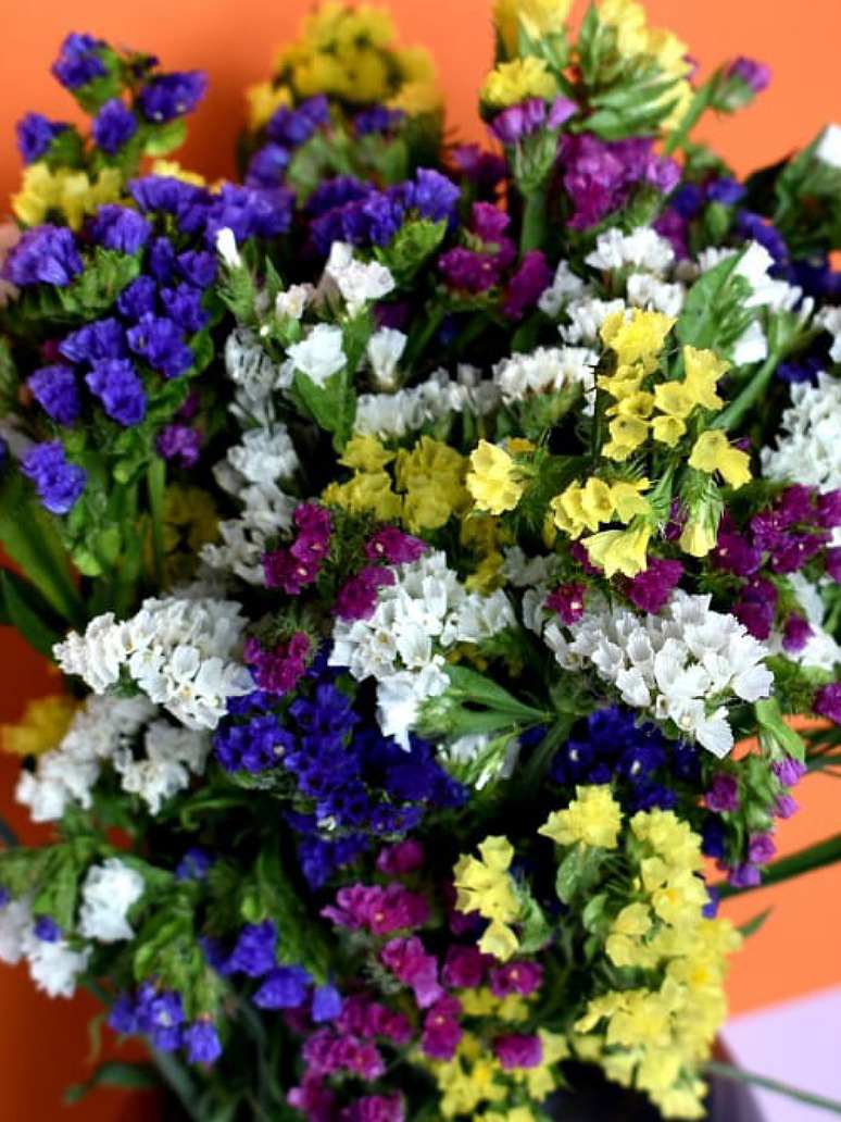 Statice Pacific Mix (Limonium)-Seeds