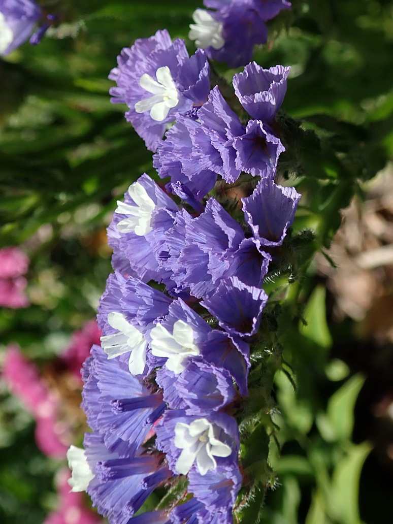 Statice Pacific Mix (Limonium)-Seeds