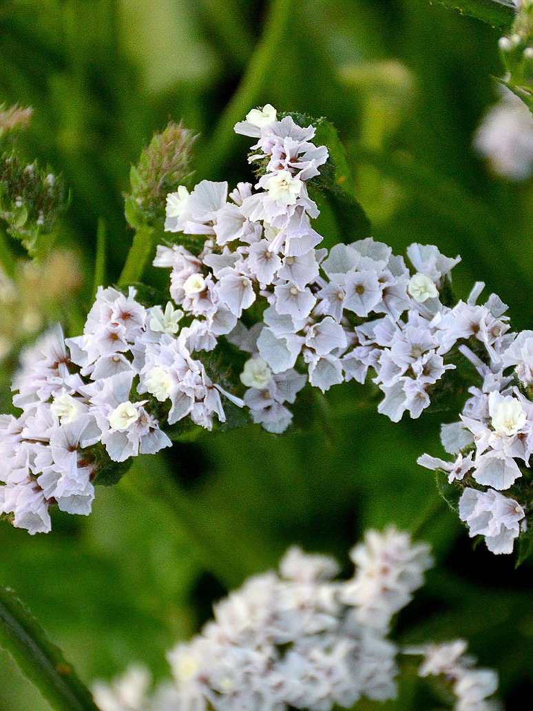 Statice Pacific Mix (Limonium)-Seeds