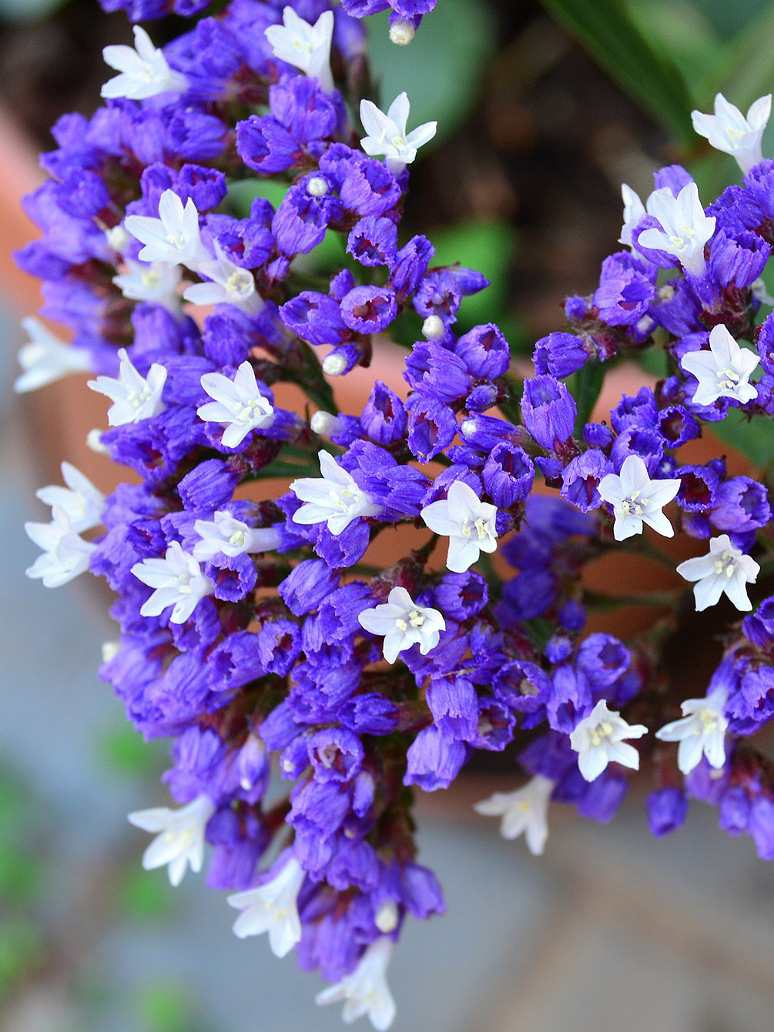Statice Pacific Mix (Limonium)-Seeds