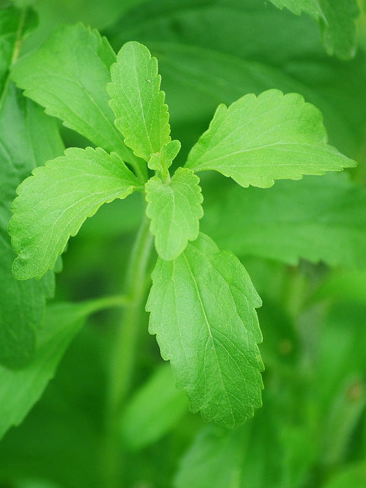 Stevia Seeds