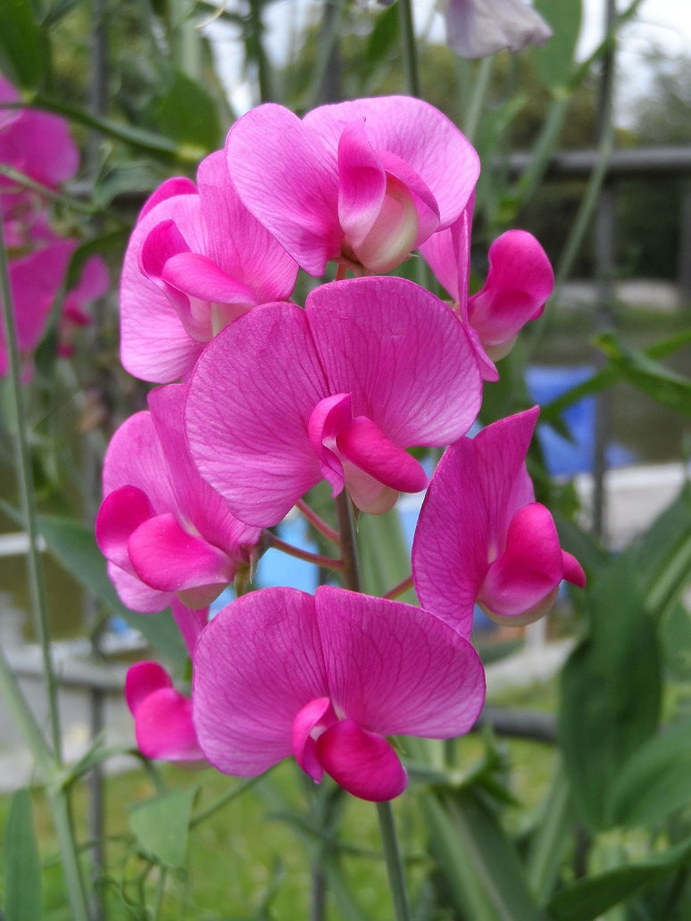 Sweet Peas Seeds