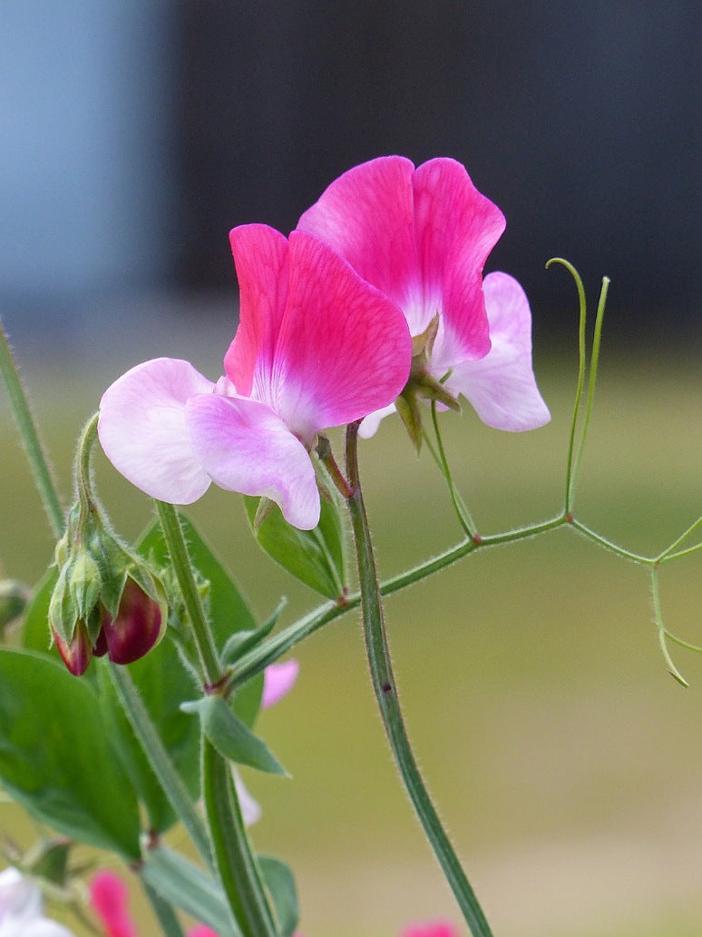 Sweet Peas Seeds