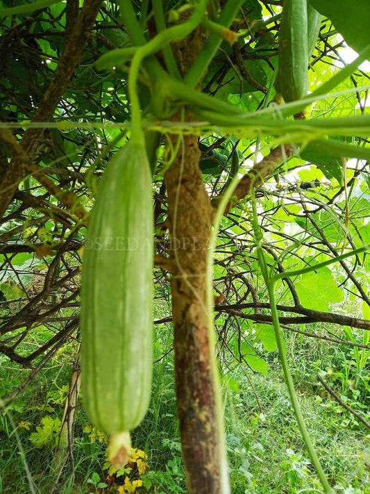 Desi Sweet Sponge Gourd Seed-(Open Pollinated)