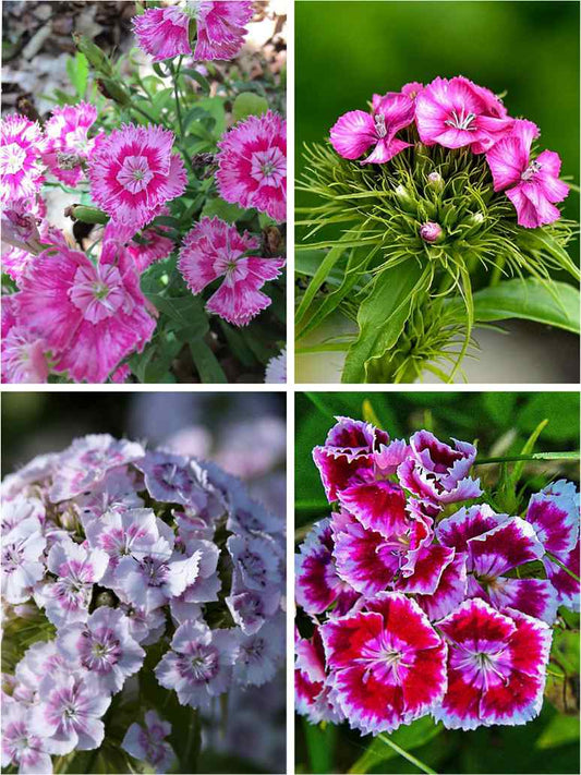 Sweet William Wee Willie  Mix- Seeds